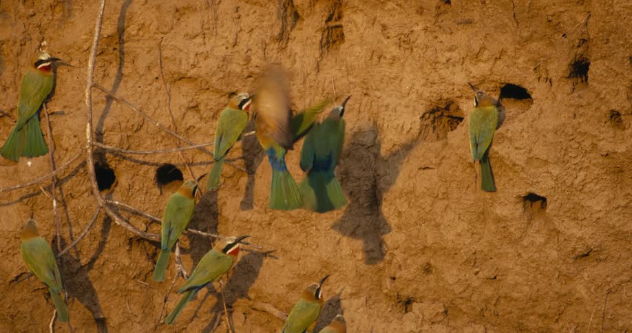 Bluecheeked Bee‐Eaters attempt to land in holes in the side of a dirt wall