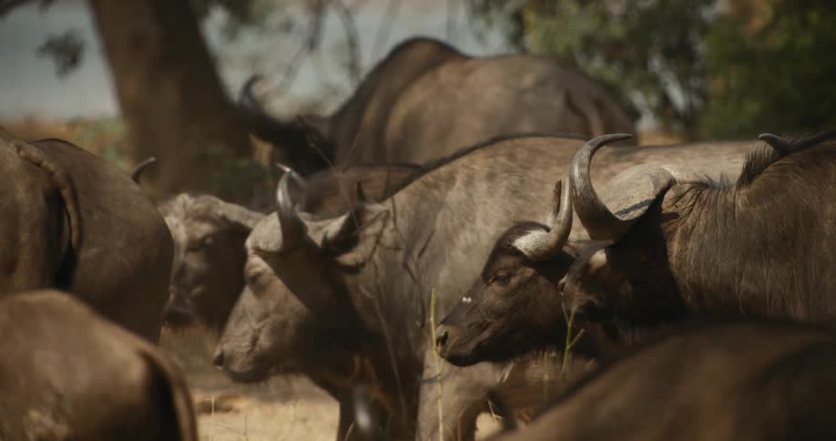 A herd of buffalo standing next to each other in a field