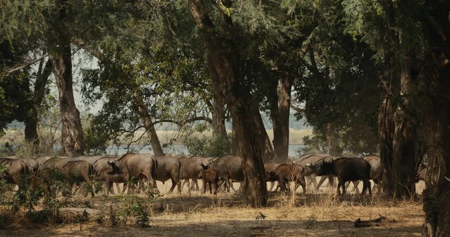 Buffaloes roaming around the forest