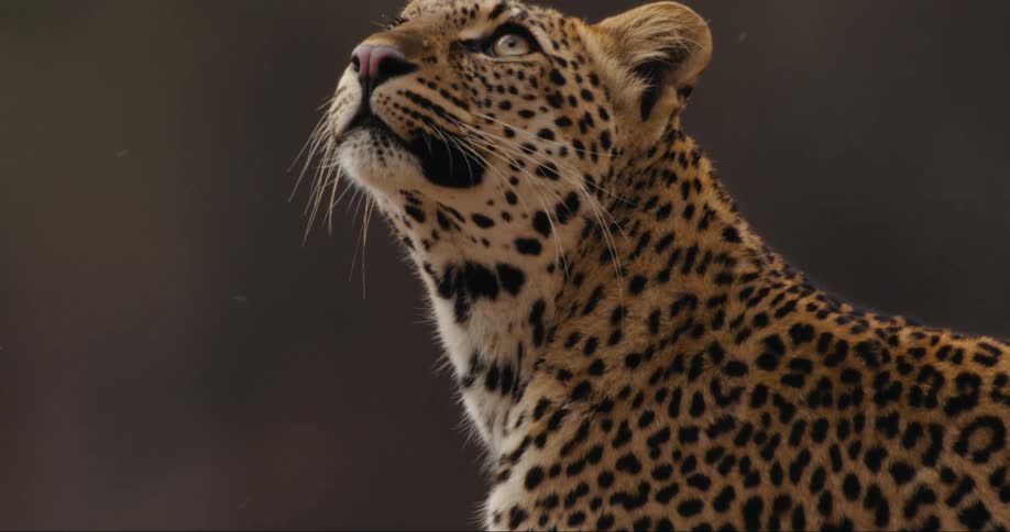leopard observing stoically