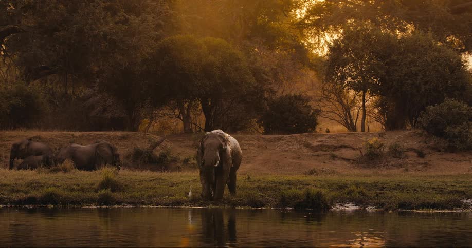 Elephant drinking water at the edge of a lake