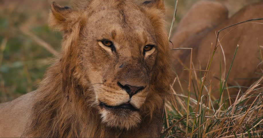 A lion lying in the grass sleeping