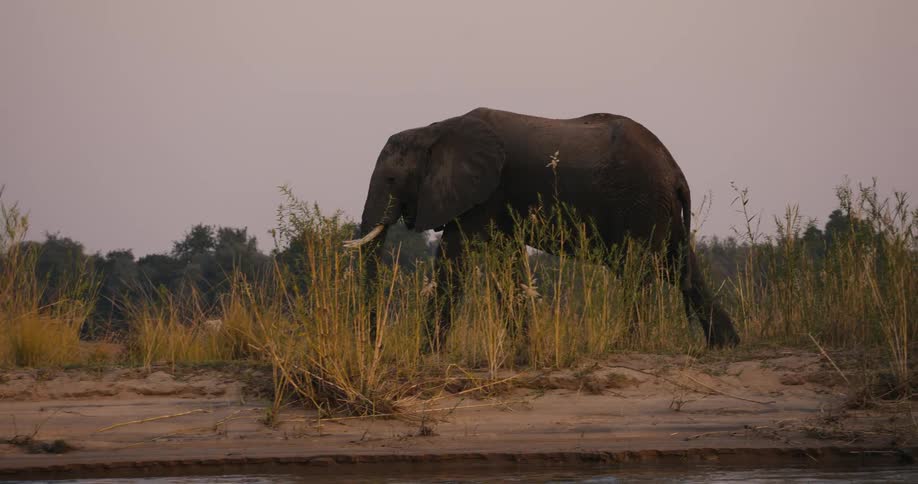Elephants in the jungle walking