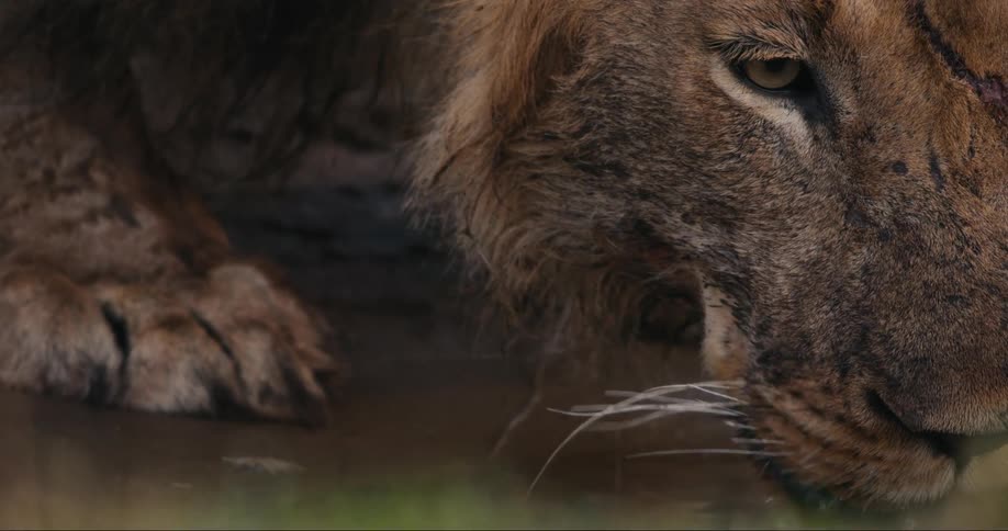 A lions head is bent forward just past its paws as it laps up water with its tongue