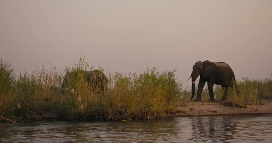 Elephants walk by the water