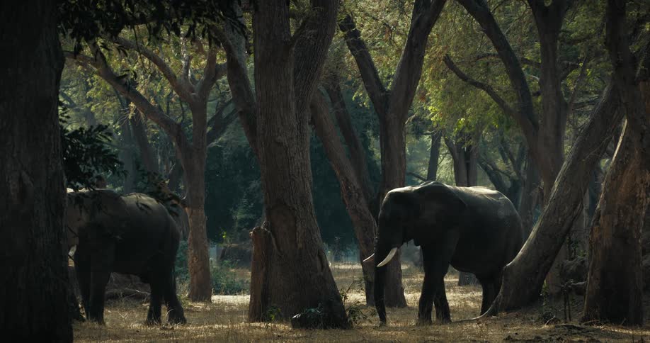 Two large elephants amidst huge trees