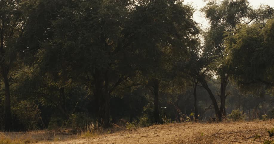 Landscape of a savanna in daylight