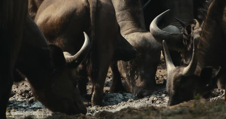 African buffalo drinking from a pond