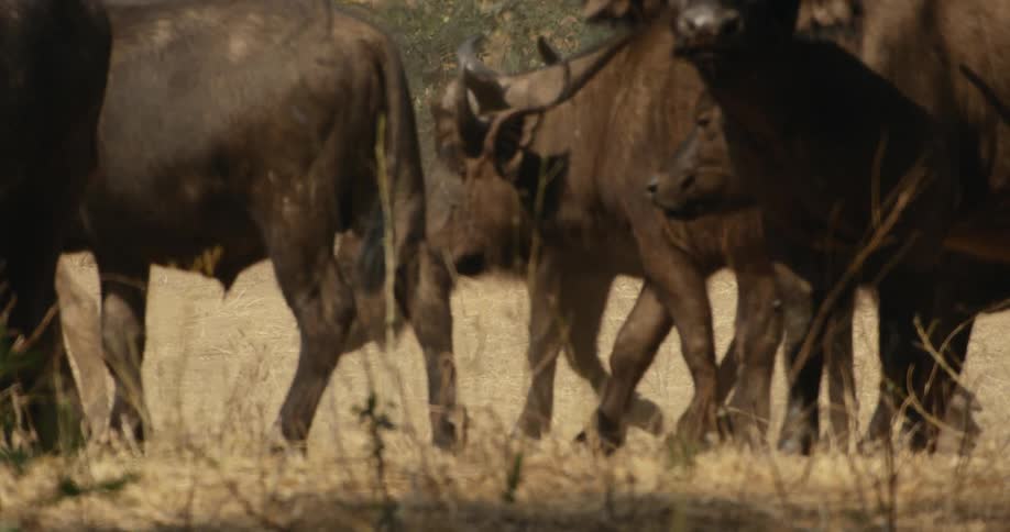 A herd of buffalo walks in the field