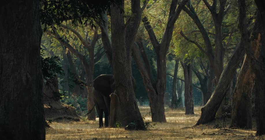 Elephant among the trees in a savanna