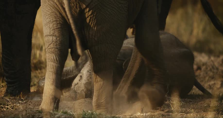A clip of an elephant cub rolling on the floor beside the bigger elephants