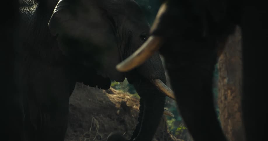 Elephants graze while standing in field near trees