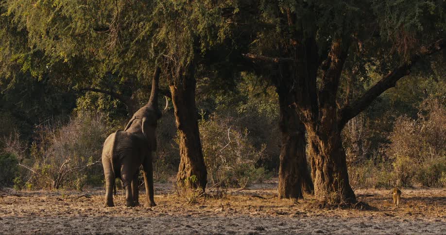 Elephant reaching for leaves from the branches of a towering tree in the wilderness