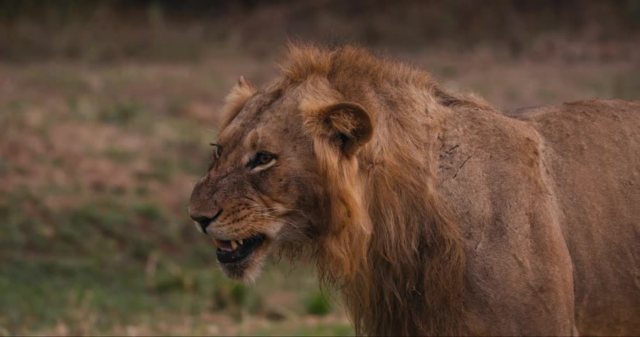 Lion opening its mouth and stretching