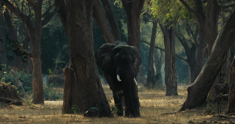 An elephant walking through the forest during the day
