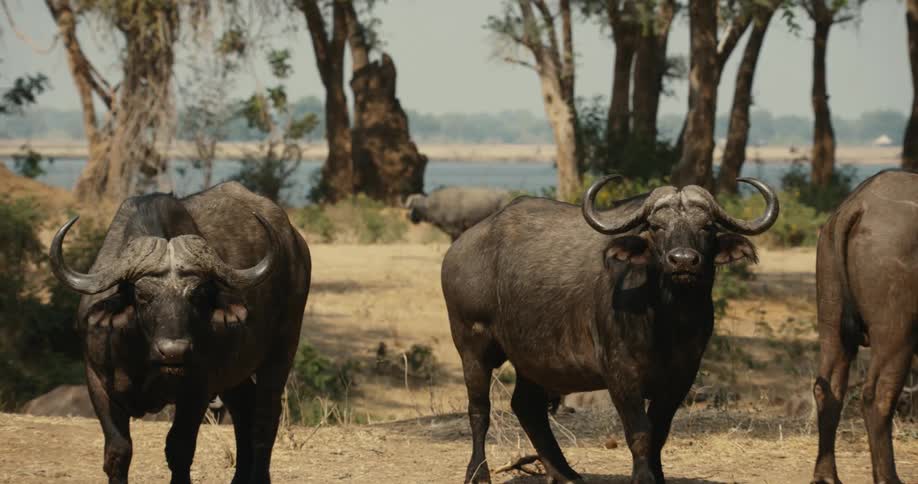Three buffaloes grazing in a field