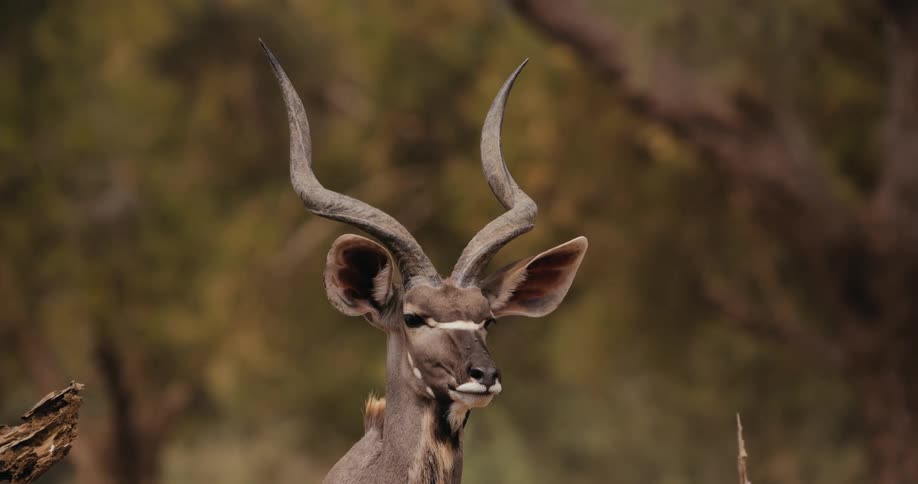 Greater kudu antelope greater kudu gazes around calmly