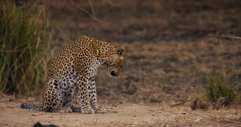 A leopard is standing on dirt ground licking itself and looking around as plants move in the breeze