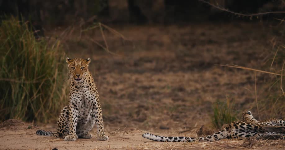 Two leopards with one of them lying down