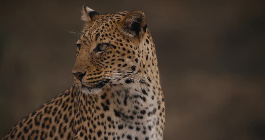 Close up of a leopard with yellow fur and black spots