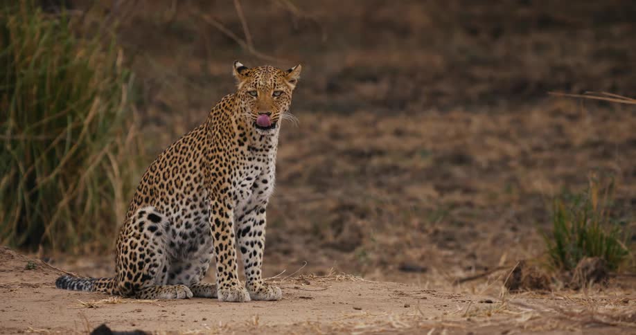 A leopard sitting in the forest roaring