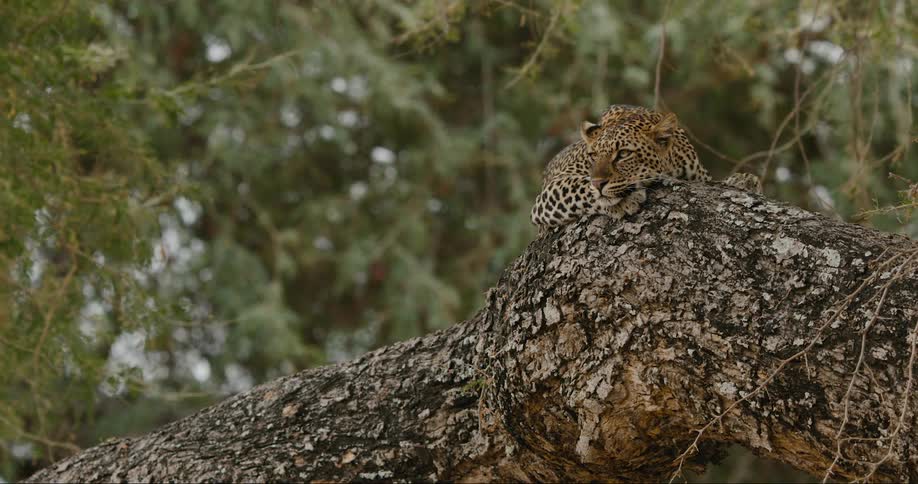 A leopard lying on the trunk of a tree in the forest