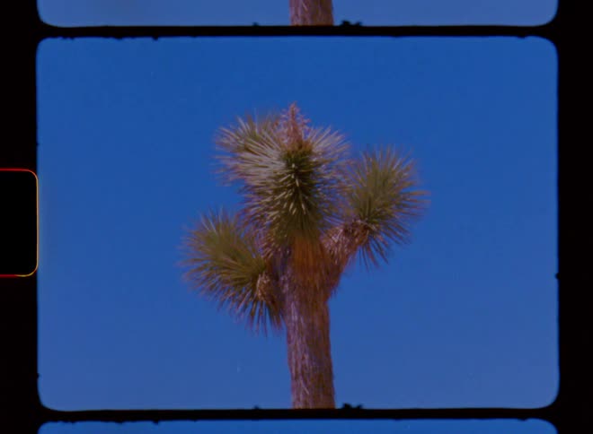 Desert tree against a blue sky