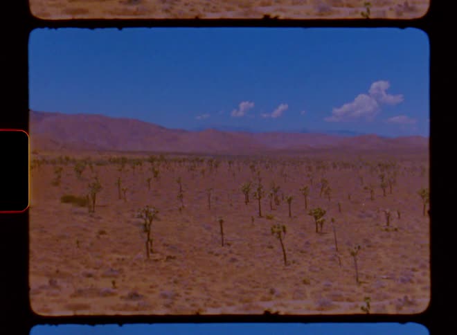 View of typical desert trees in daylight