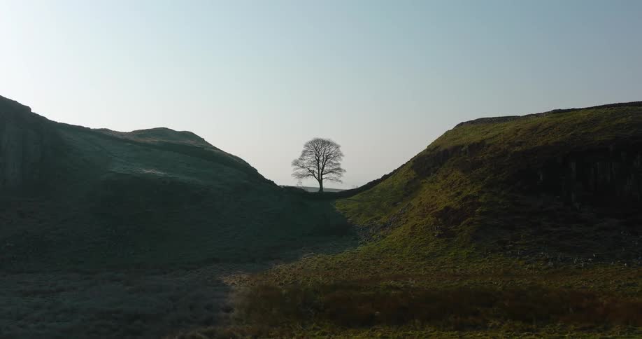 A bare tree stands between green hills overseeing the wide horizon with a quiet stoic presence, Sycamore Gap
