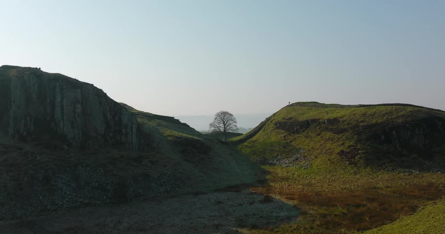A mountain view with a tree and the ground covered in grasses