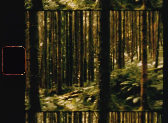 Forest vegetation with trees with thin trunks during the day