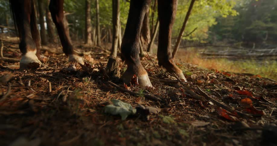 The horse is standing in the forest