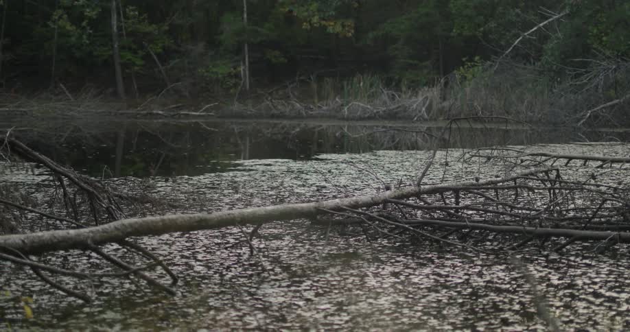 View of a lake in the middle of a forest