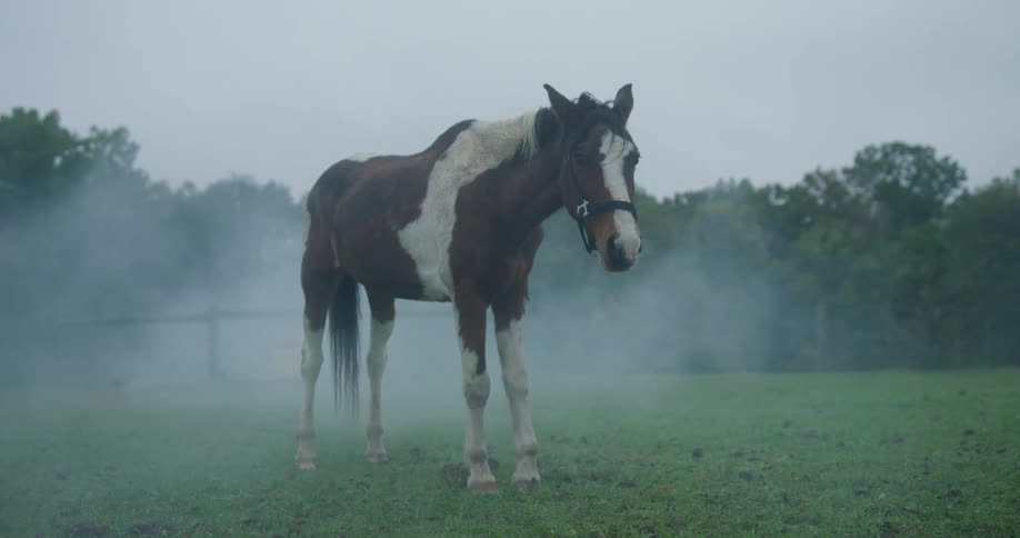 A horse standing still in a grassy field surrounded by fog