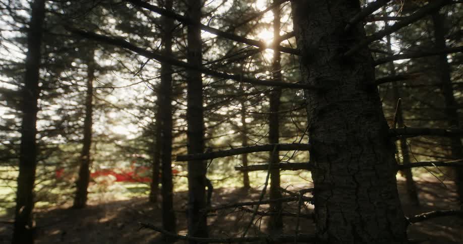 A man is hiking in the woods