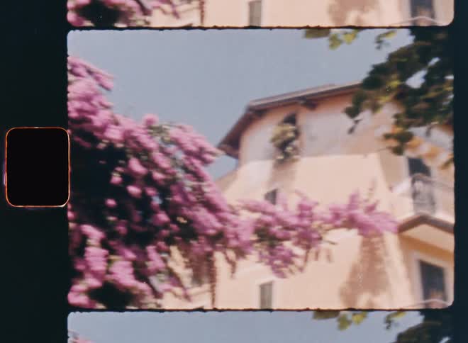 A flowering tree during the day in the suburban neighborhood