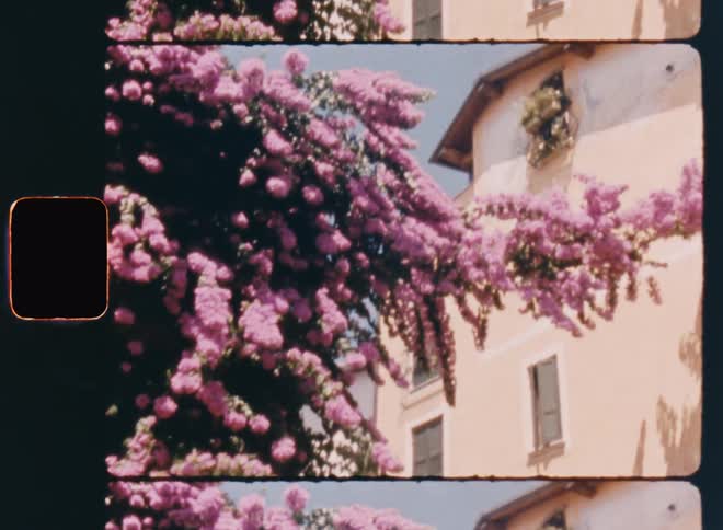 A tree with purple flowers in a suburban garden