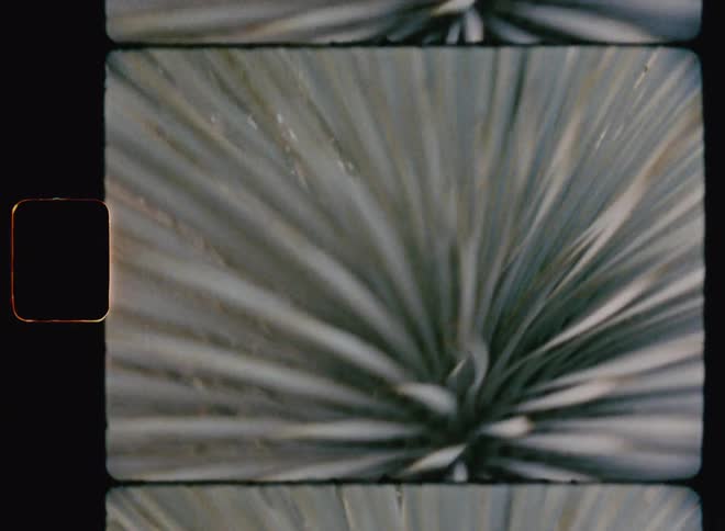 Many spiky leaves grow from center of plant