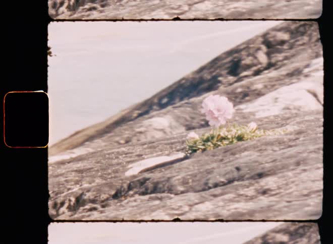 A single flower is growing out of the stone