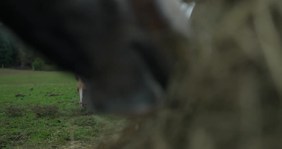 Horses in a field eating grass and hay