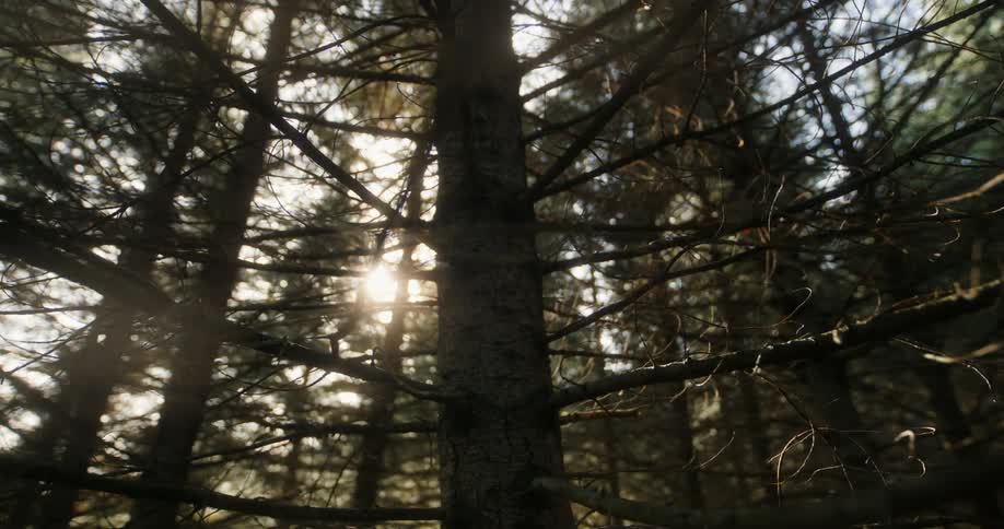 The sun glares through the trees