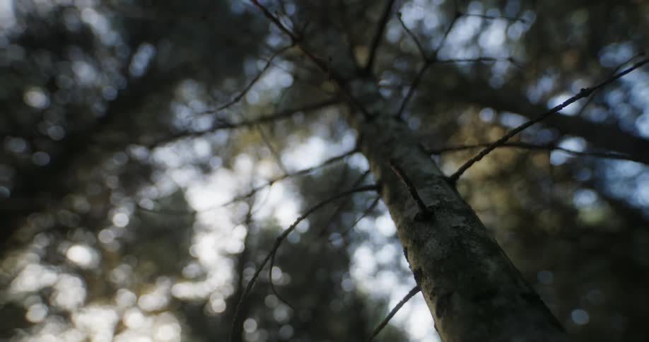 Looking up into a forest tree canopy on a sunny day