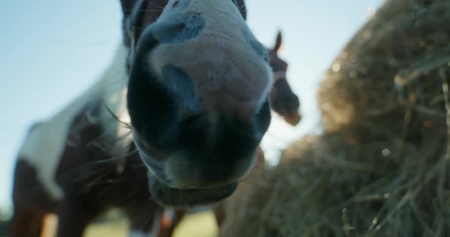 A face of a horse that is eating hay