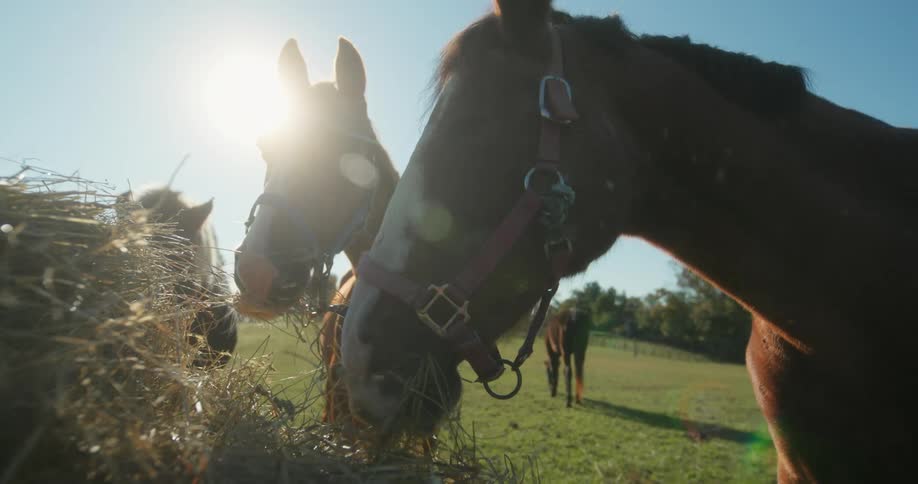 Horses are eating the hay