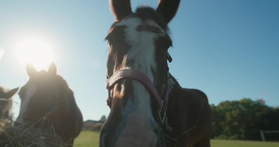 Horses eating outdoors on the farm