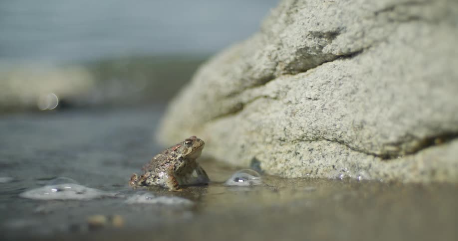 A small frog coming out of the water and onto the beach sand