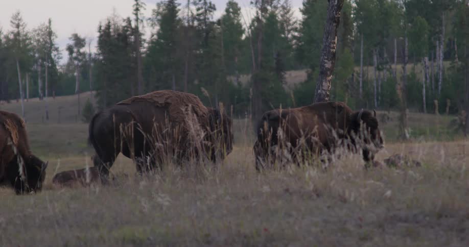 Bison grazing and lazing on a grassy field at dusk or dawn