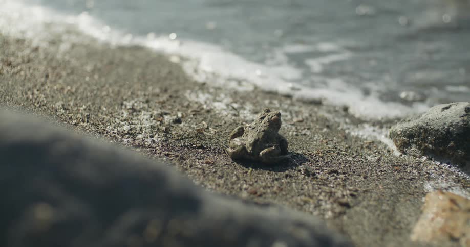A frog stands on the beach looking at the waves and then shifts to the left around the frog there are many insects moving around