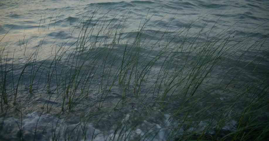 Waves crash on the tall reeds