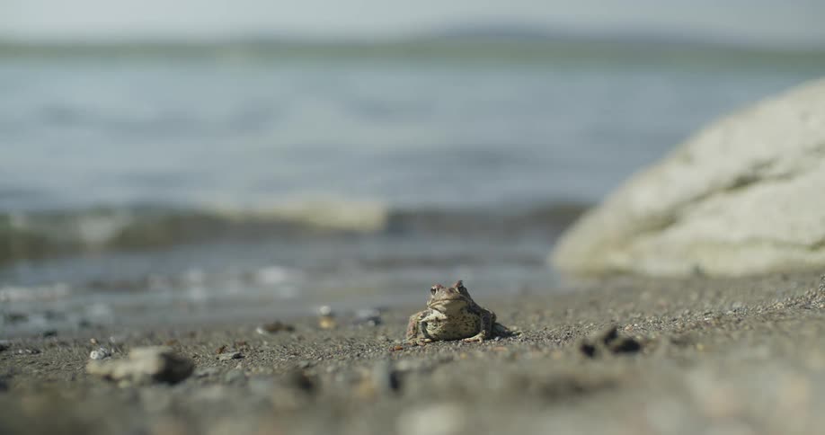Frog on the sandy beach by the sea